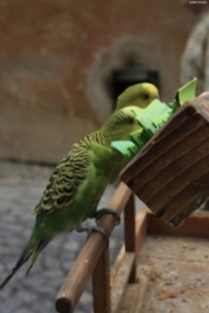 So-called Parrot Slips as fortune teller: parrots choose the paper with the text which best fits your future